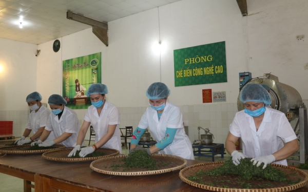 Chế biến chè - Hà Thái Tea - Công Ty CP Chè Hà Thái Thái Nguyên
